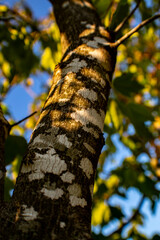 Fototapeta premium yellow leaves on a tree