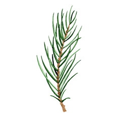 Watercolor winter greenery leaf, fir branch, pine twig illustration isolated on white background