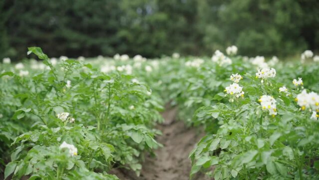 potato field flowering. Cultivation of solanaceous crops. close-up, selective focus High quality FullHD footage