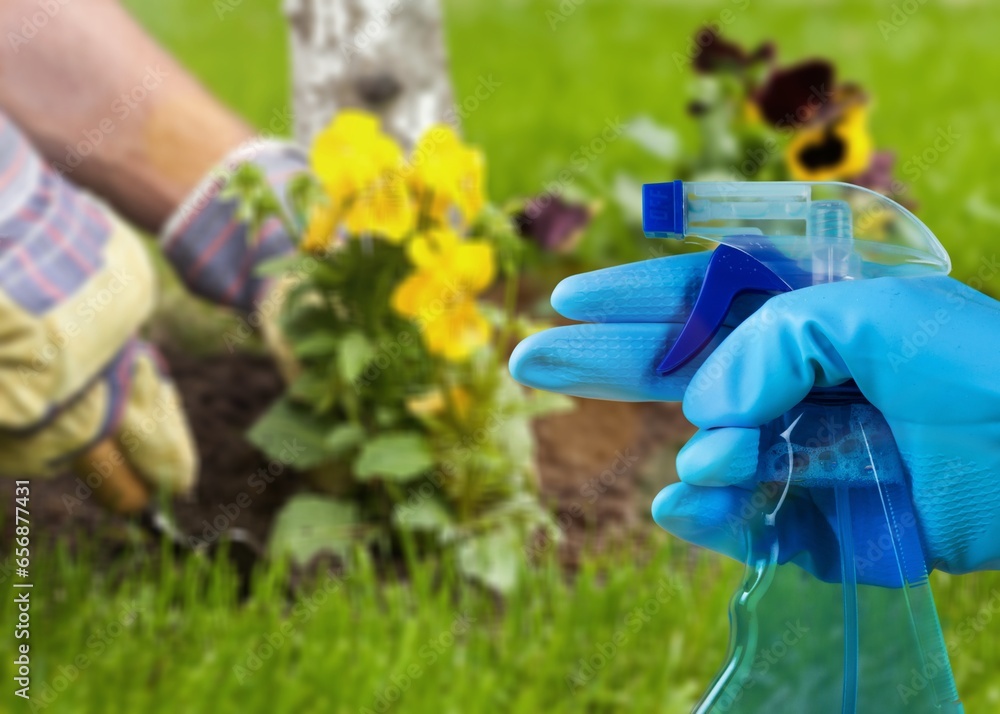 Wall mural Treatment of flowers from pests, hand hold bottle