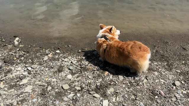 In the middle of the video the dog stumbles, Corgi dog wanders along the bank