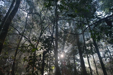 Rainy Forest in Central Kalimantan