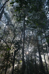 Rainy Forest in Central Kalimantan