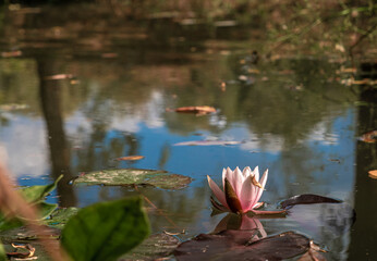 Blooming pink water lily in a small pond