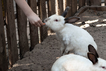 the rabbit eats a carrot. close-up. rabbit being fed carrots