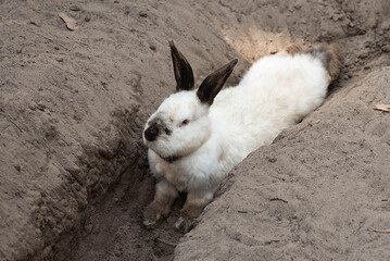 
the rabbit digs a hole. rabbit lies in a hole