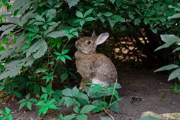 gray rabbit hid in a bush