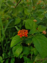 Selective focus Lantana urticoides, Texas lantana or calico bush blossom in spring season.