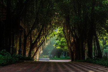 The sun shines on a road with green trees with roots hanging down to the ground in Ho Coc tourist area, Ba Ria, Vung Tau.
