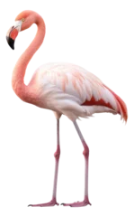 Fotobehang Pink flamingo isolated. © Pro Hi-Res