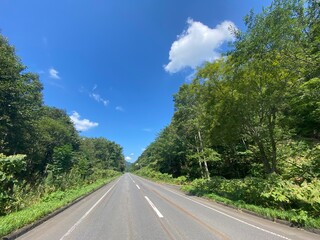 Fototapeta premium road in the forest