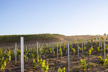 Temecula Valley Wine Country California Vineyard Morning  Grape Vines