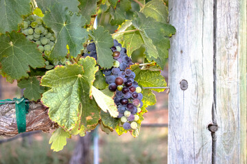 Temecula Valley Wine Country Wine Grape Close Up