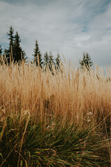 Fototapeta premium reed in the wind