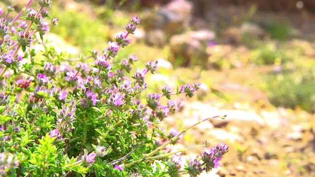 Savory wild plant flower wildflower, medicinal herb for herbal tea grown on Greek Ikaria island, Greece known as longevity blue zone macro closeup