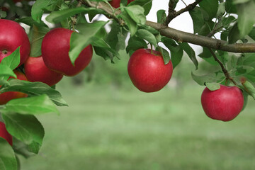 Ripe Apples in the Apple Orchard before Harvesting. Big Red delicious Apples Hanging from Tree Branch in the Fruit Garden. Fall Harvest. Picture of Autumnal Apple. Autumn Cloudy Day, Soft Shadow. Bio