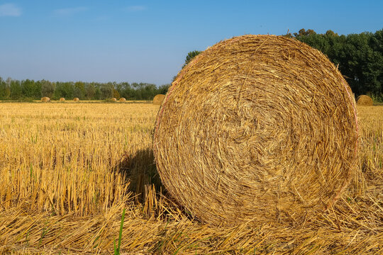Hay bales agriculture agricultural field,panorama,landscape view detail close up