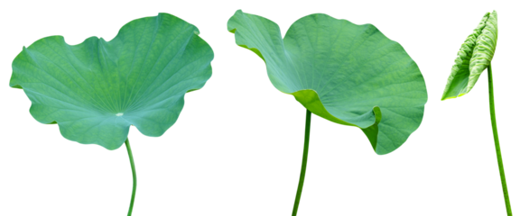 Green leaves pattern,leaf lotus isolated