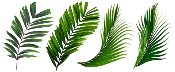 Foto op Plexiglas leaf palm,collection of green leaves pattern isolated © sirawut