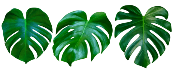 Green leaves pattern,collection leaf monstera isolated