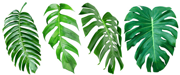 Green leaves pattern,collection leaf monstera isolated - obrazy, fototapety, plakaty