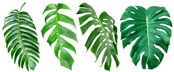 Green leaves pattern,collection leaf monstera isolated