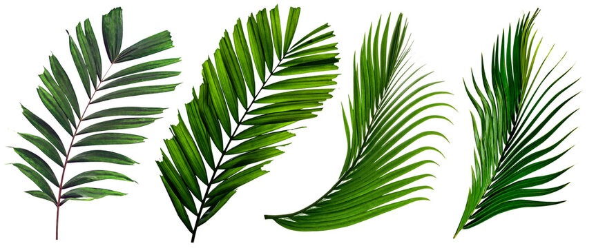 Fototapeta leaf palm,collection of green leaves pattern isolated