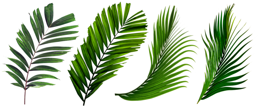 leaf palm,collection of green leaves pattern isolated
