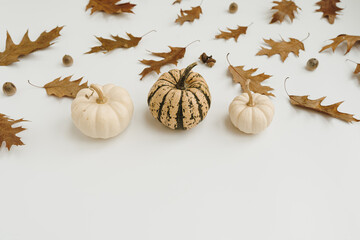 Pumpkins, dried oak leaves, acorns on white background with blank copy space