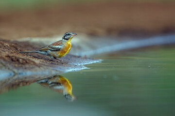 African Golden breasted Bunting standing along waterhole with reflection in Kruger National park,...