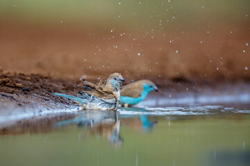 Two Blue-breasted Cordonbleu bathing in waterhole in Kruger National park, South Africa ; Specie Uraeginthus angolensis family of Estrildidae