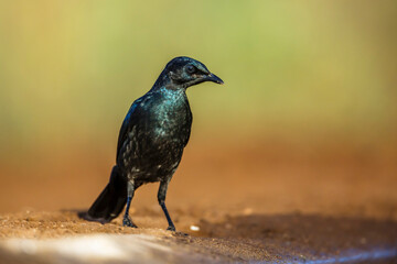 Cape Glossy Starling juvenile ground level in Kruger National park, South Africa ; Specie...
