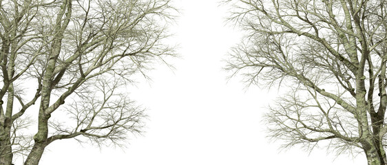 Horror trees woods composition layout on transparent backgrounds 3d rendering png