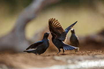 Two young Cape Glossy Starling fighting in Kruger National park, South Africa ; Specie Lamprotornis nitens family of Sturnidae