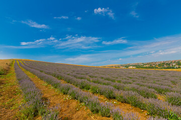 Fototapeta na wymiar Fresh Lavender field / Edirne / Turkey
