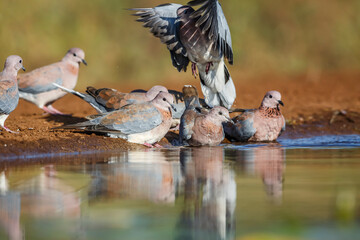 Small group of Laughing Dove drinking and bathing in waterhole in Kruger National park, South...