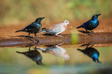 Laughing Dove and Cape Glossy Starling in Kruger National park, South Africa ; Specie Streptopelia senegalensis and Lamprotornis nitens