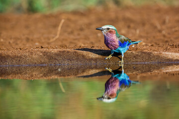 Lilac breasted roller along waterhole with reflection in Kruger National park, South Africa ;...