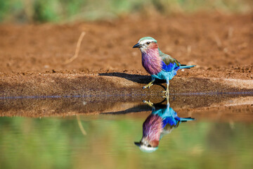Lilac breasted roller along waterhole with reflection in Kruger National park, South Africa ; Specie Coracias caudatus family of Coraciidae