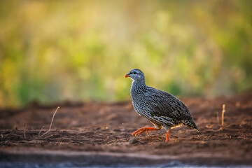 Natal francolin walking backlit at dawn in Kruger National park, South Africa ; Specie Pternistis natalensis family of Phasianidae