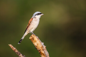 Red-backed Shrike standing on a branch isolated in natural background in Kruger National park,...