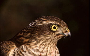 Sparrowhawk (Accipiter nisus) Sparviero