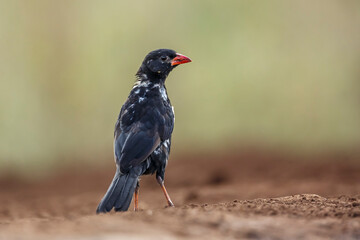 Red billed Buffalo Weaver standing on the ground rear view in Kruger National park, South Africa ; Specie Bubalornis niger family of Ploceidae