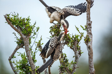 Two Southern Red billed Hornbill fighting on a shrub in Kruger National park, South Africa ; Specie Tockus rufirostris family of Bucerotidae