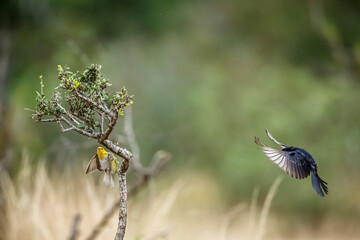 Southern Anteater-Chat in flight and red headed weaver in Kruger National park, South Africa ; Specie Myrmecocichla formicivora family of Musicapidae