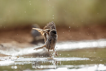 Southern Grey-headed Sparrow flying over water in Kruger National park, South Africa ; Specie...