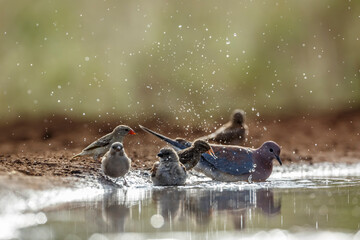 Southern Grey headed Sparrow, Red-billed Quelea, and laughing dove bathing in waterhole in Kruger...