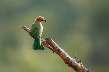 White fronted Bee eater standing on a branch rear view in Kruger National park, South Africa ;...