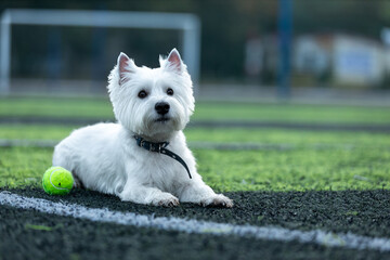 Small West Highland White Terrier dog on a football field