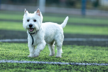 Small West Highland White Terrier dog on a football field